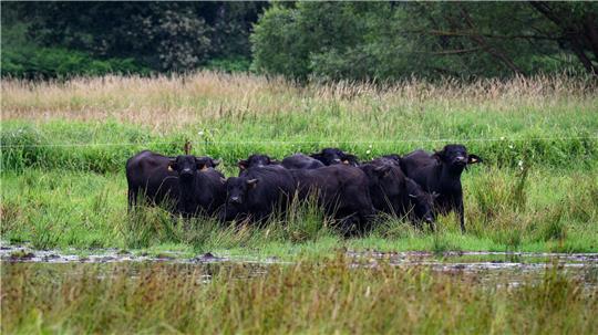 Eine mögliche Bewirtschaftung für nasse Flächen bieten Wasserbüffel, die mit dem feuchten Untergrund gut zurechtkommen. (Archivbild)