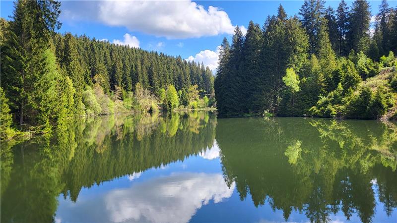 Ein Gewässer mit grünen Bäumen im Hintergrund.