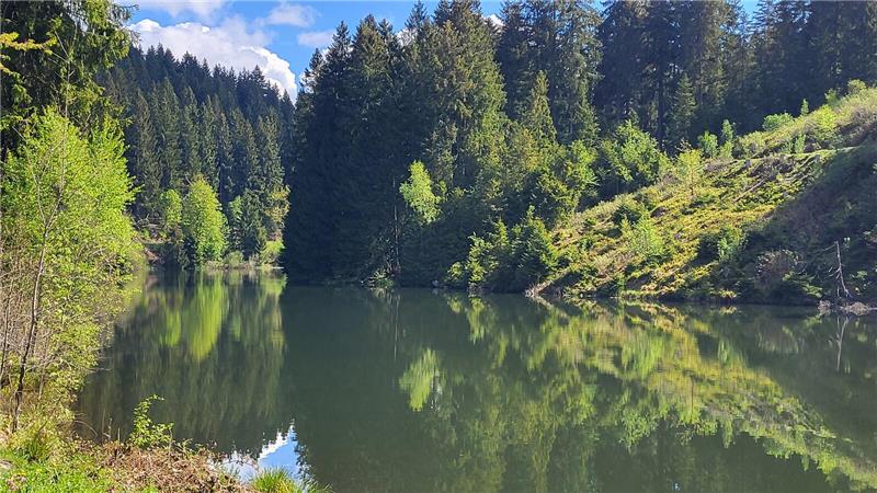 Ein Gewässer mit grünen Bäumen im Hintergrund.