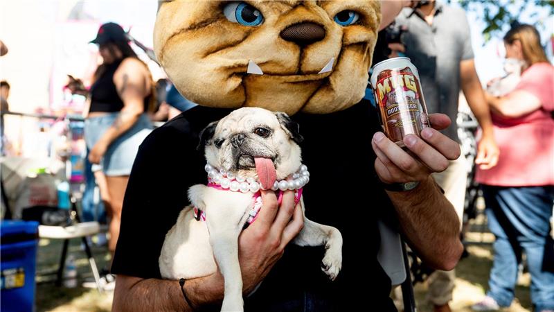 Haarlose Petunia ist „hässlichster Hund der Welt“ Eine schief heraushängende Zunge hat die Chancen von Mops Jinny Lu wohl verbessert.