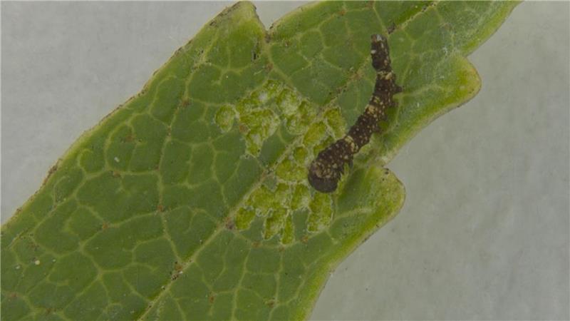 Eine stark vergrößert abgebildete Raupe des Nachtfalters Falcaria bilineata kriecht über die Spitze eines Birkenblatts.