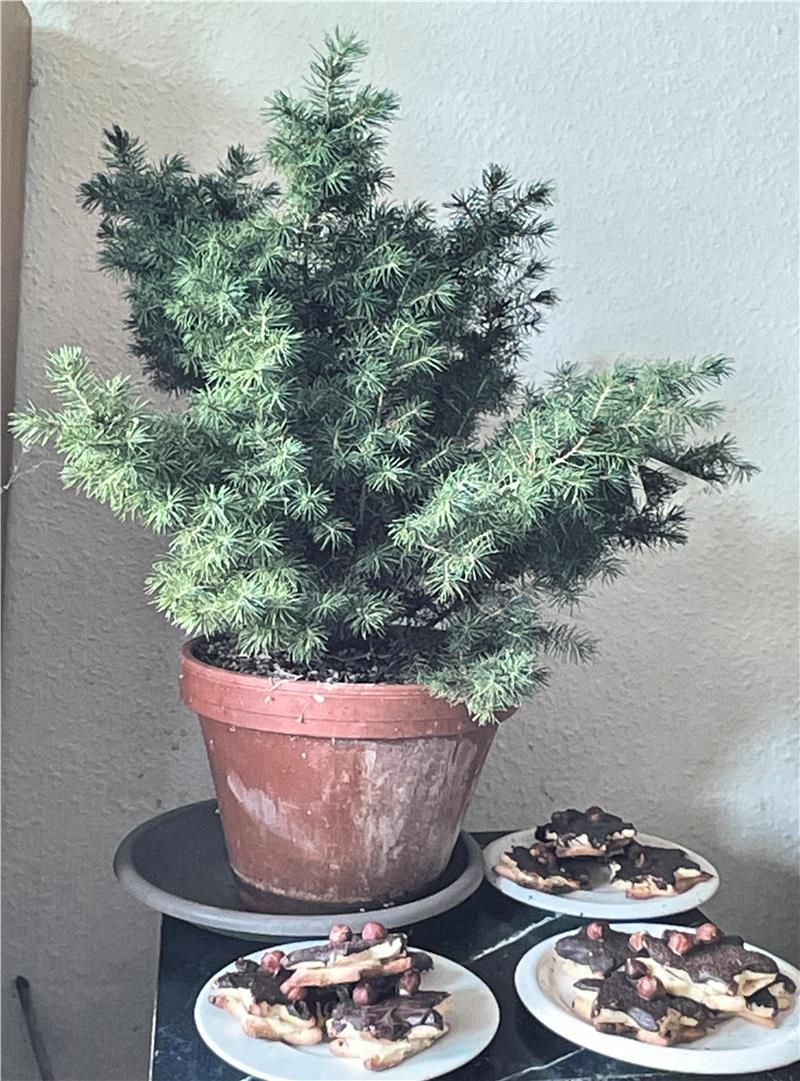 Das Foto zeigt drei Teller mit großen Haselnussplätzchen auf einem Tisch, dahinter eine Zuckerhutfichte im Topf.