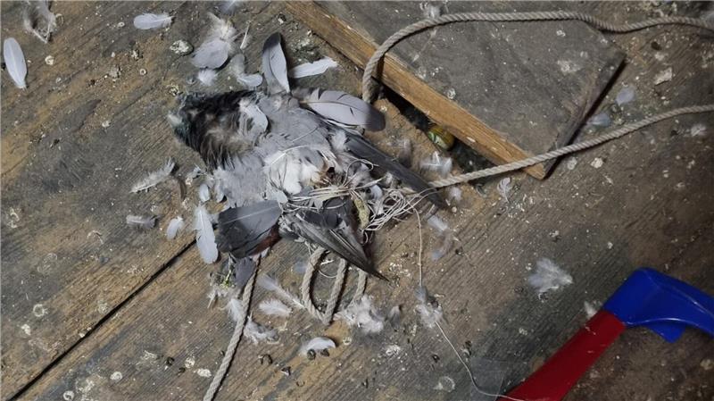 Rund 60 Tauben verlassen Goslarer Hausdach nicht mehr Eine tote Taube liegt neben einem Seil auf dem Dachboden.