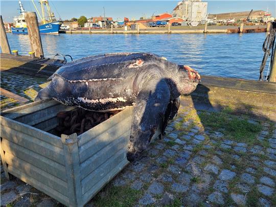 Eine verendete Lederschildkröte liegt auf einer Kiste im Hafen von Büsum.