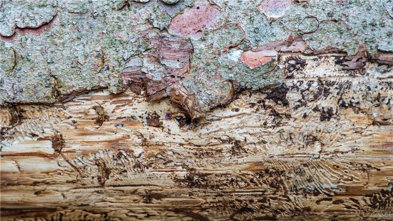 Eine vom Borkenkäfer befallene Fichte liegt auf dem Waldboden. Unter der Rinde kann man das Fraßbild der Buchdrucker-Käferlarven sehen. (Archivbild)