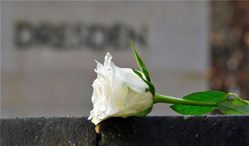 Eine weiße Rose als Symbol der Erinnerung auf dem Heidefriedhof.