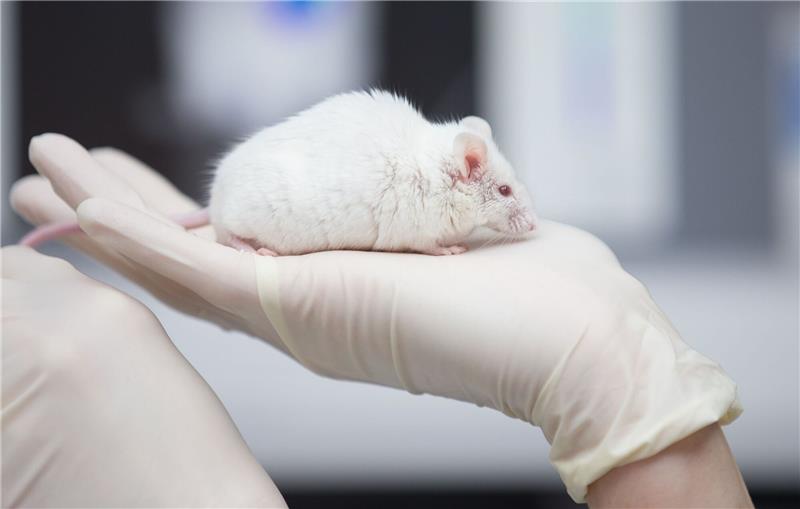 Gemeinsame Suche nach Alternativen zu Tierversuchen Eine wissenschaftliche Mitarbeiterin einer tierexperimentellen Forschungseinrichtung hat eine Maus in der Hand.