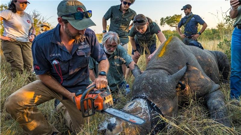 Entfernung des Horns reduziert Nashorn-Wilderei Einem Nashorn wird vorsorglich das Horn abgesägt. (Handout)