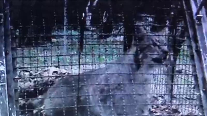 Betäubt, abgefahren, wieder da: Luchs kehrt zurück nach Wolfshagen Einen Monat ist es her, dass der Luchs in Wolfshagen gefangen wurde. Doch das Tier ist nun wieder da.