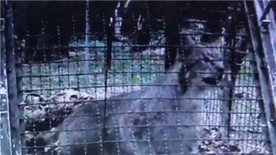 Einen Monat ist es her, dass der Luchs in Wolfshagen gefangen wurde. Doch das Tier ist nun wieder da.