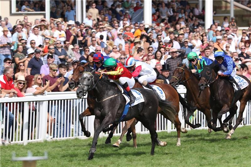 Harzburger Galoppgemeinschaft hat hohe Erwartungen an die Prinzessin Einen bemerkenswerten Sieg feiert die Schimmelstute Grey Sparkle (vorn) für die Galoppgemeinschaft unter Top-Jockey Andrasch Starke in Baden-Baden, obwohl sie im Finish sogar noch einen „Umweg“ in Kauf nehmen musste. Foto: Rühl