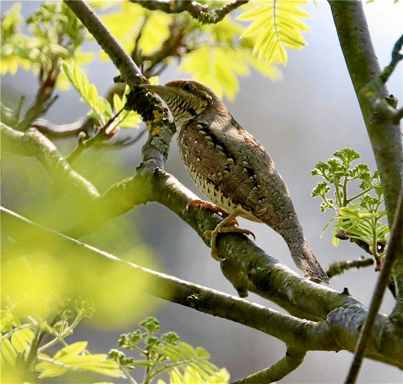 Einer der Wendehälse, die derzeit in Goslar Junge aufziehen. Die Vögel sind selten und gelten als bedroht.  Fotos: Andrew Rose/Stade