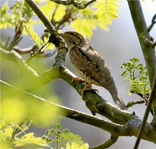 Einer der Wendehälse, die derzeit in Goslar Junge aufziehen. Die Vögel sind selten und gelten als bedroht.  Fotos: Andrew Rose/Stade