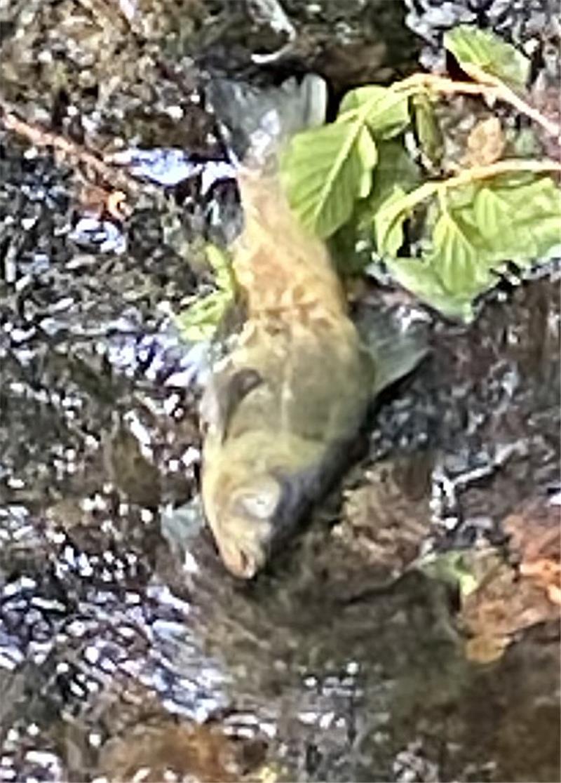 Einer der toten Fische in der Ilse.  Foto: Landkreis Harz