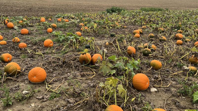 Hier gibt es Kürbisse in der Region Eines der Symbole im Herbst: Der Halloween-Kürbis.