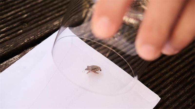 Einfangen kann man sie am besten mit einem Glas und einem Stück Papier.