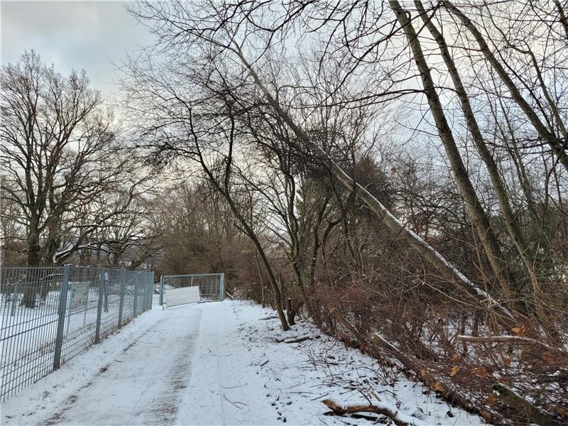Einige Bäume sind aufgrund vergangener Stürme bereits in Schräglage geraten und drohen, auf den Gehweg zu stürzen. Sie müssen deshalb entfernt werden.  Foto: Exner