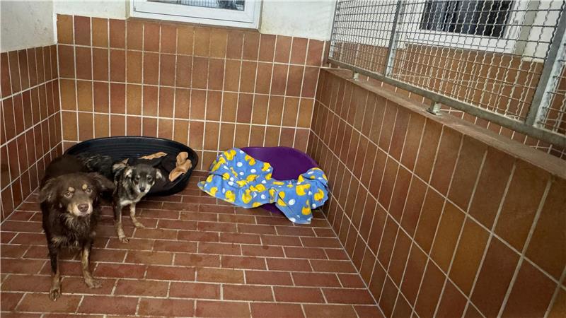 Zwei Hunde in einem Tierheim.