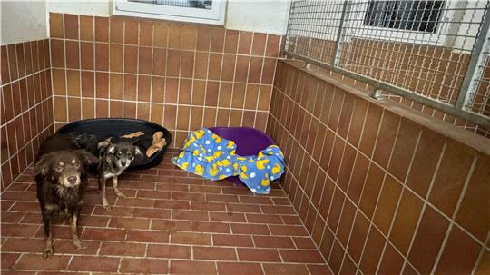 Zwei Hunde in einem Tierheim.