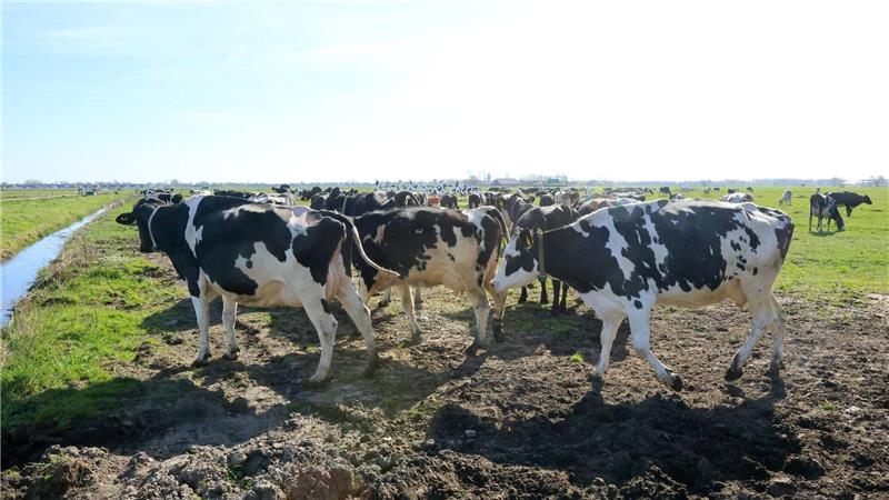 Einige Tiere traben über die Wiese und erkunden das Gras.