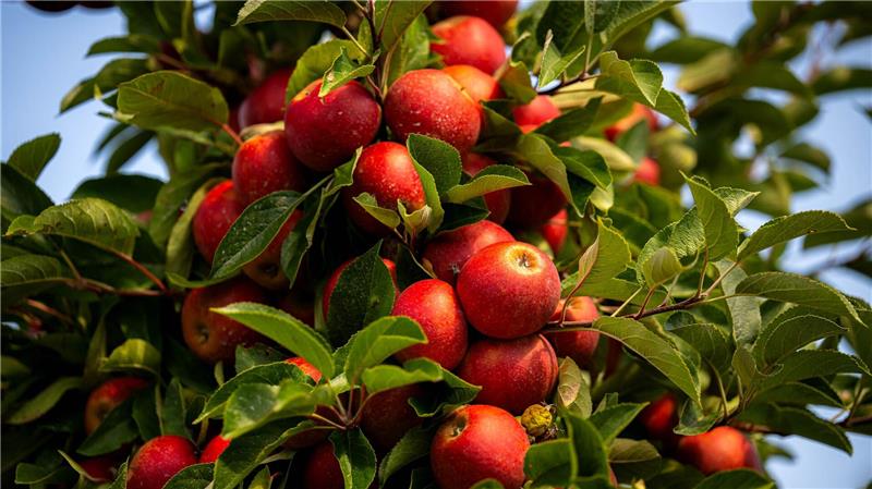 Altes Land erwartet gute Ernte - Patenschaften beliebt Einige Wetterkapriolen im Juli hätten Apfel und Birne gut weggesteckt, heißt es.