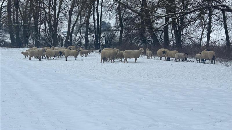 Verdacht auf einen Wolf: Neun Schafe bei Suderode gerissen Eine Schafsherde steht auf einer verschneiten Wiese.