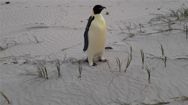 In Australien gestrandeter Kaiserpinguin wieder in Freiheit Einsam und etwas überrascht fand sich der Kaiserpinguin plötzlich in Australien wieder (Handout).