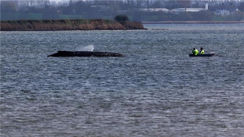 Einsatzkräfte der Feuerwehr benetzen den Rücken des Wals, der aus dem Wasser ragt. 
