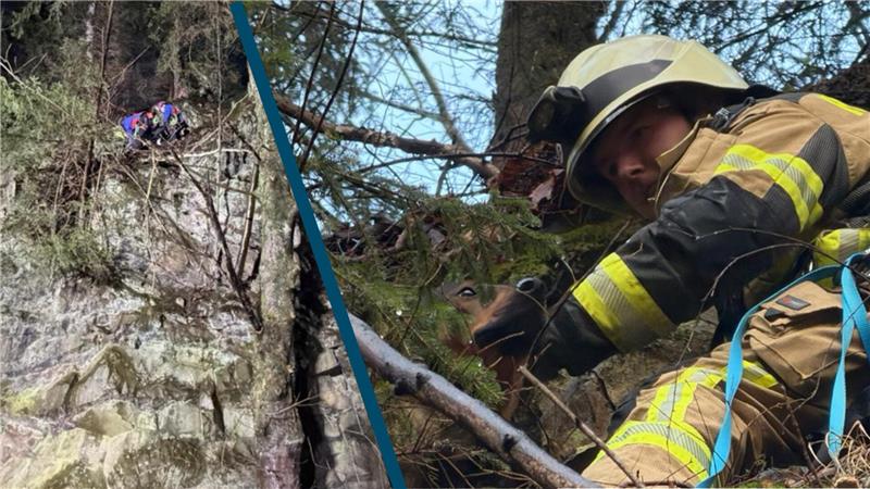 Ein zweigeteiltes Bild: Links seilen sich Retter der Bergwacht hoch an einem Felsen ab, rechts ein Feuerwehrmann mit einem Hund.