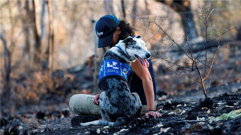 Einst galt er als Problemhund - dann fand der energiegeladene Bear seine Lebensaufgabe in den australischen Wäldern. (Archivbild)