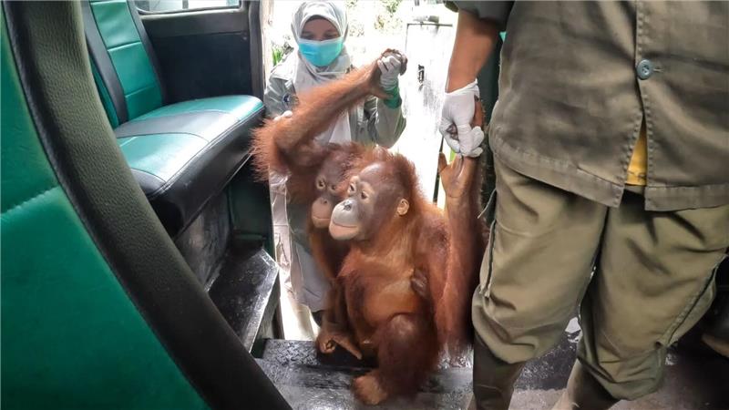 Orang-Utans im Bus: Waldschule auf Borneo zieht um Einsteigen bitte: An der Hand ihrer Pfleger erkunden die jungen Orang-Utans erst einmal den Bus.