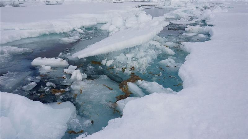 Arktische Algen stark mit Mikroplastik belastet Eisalge Melosira arctica in der Arktis.