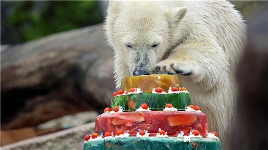 Eisbär Mika feiert im Zoo Karlsruhe mit einer Torte seinen ersten Geburtstag.