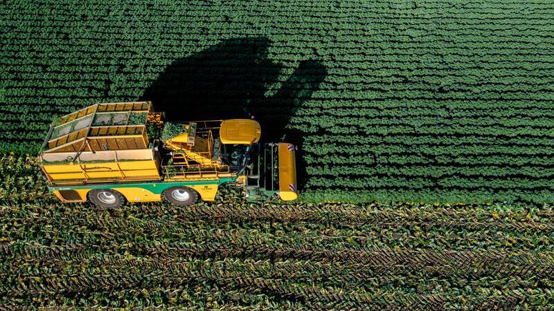 Landwirt erntet Grünkohl im Hochsommer Eiseskälte ist nach Angaben des Bundesinformationszentrums Landwirtschaft für den Geschmack von Grünkohl nicht unbedingt notwendig.
