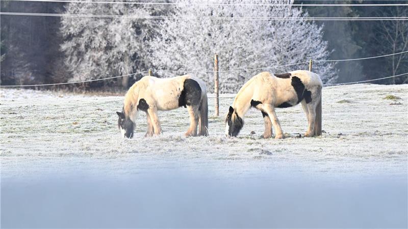 Eissalat: Zwei Pferde grasen auf einer mit Raureif bedeckten Wiese in Baden-Württemberg.