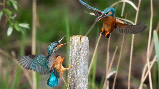 Eisvögel im Flug in der Nähe von Broxbourne in Großbritannien.