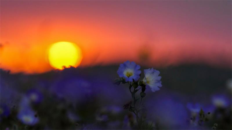 „El Niño“ führt zu höheren Niederschlagsmengen und lässt an überraschender Stelle Blumen sprießen. 