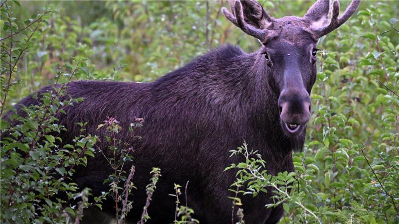Kommt der Elch zurück nach Deutschland? Elch Emil war im Sommer auf Wanderschaft durch Österreich. Auch im Osten Deutschlands werden immer wieder Elche gesichtet. (Archivbild)