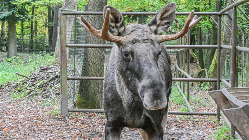 Elch Erwin steht nach seinem tagelangen Ausflug in den Schwarzwald im Wildpark Pforzheim
