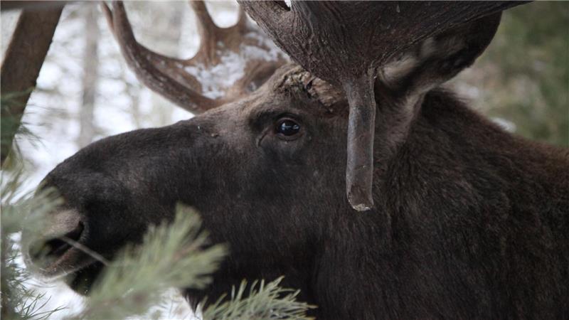 Elche gehören zu Schweden wie Abba, Ikea und Zimtschnecken. (Illustration)