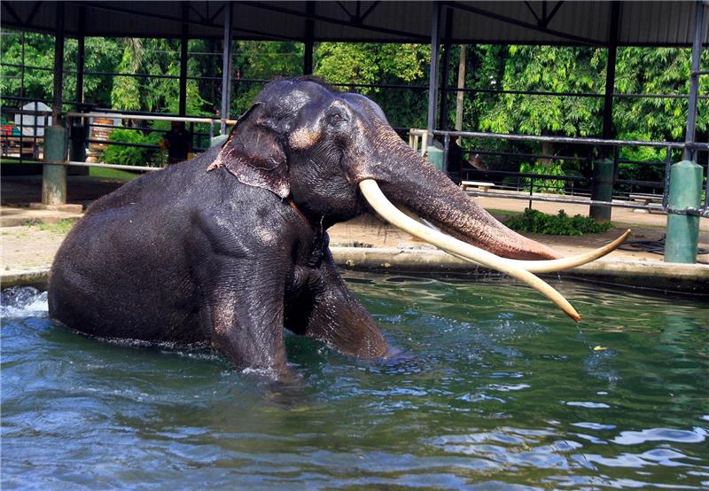 Thailand holt misshandelten Elefanten heim Elefant Sak Surin nimmt ein Bad im Dehiwala Zoo in Sri Lanka.