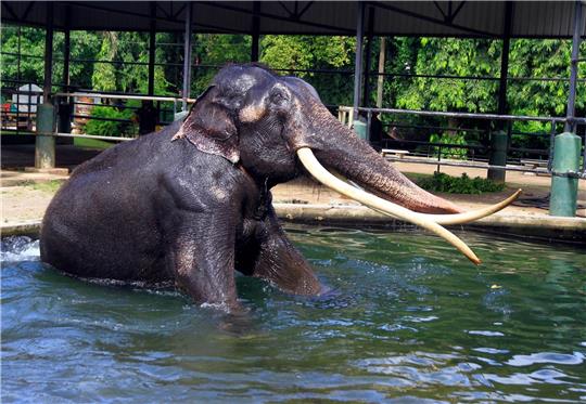 Elefant Sak Surin nimmt ein Bad im Dehiwala Zoo in Sri Lanka.