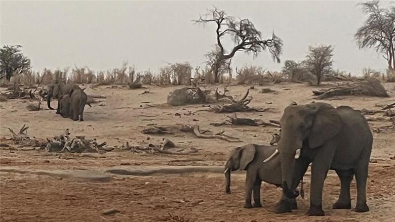 Fluch oder Segen: Hat Botsuana zu viele Elefanten? Elefanten im Makgadikgadi Pans Nationalpark in Botsuana.