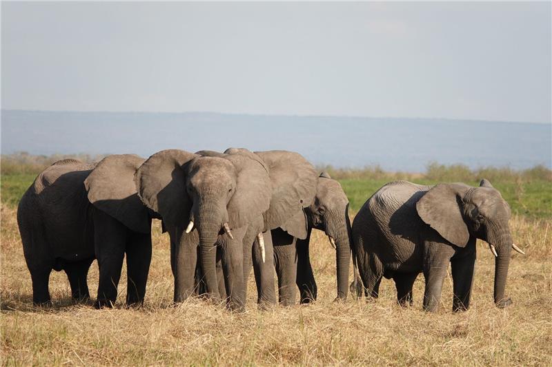 Elefanten und Flusspferde im Fokus bei Weltartenkonferenz Elefanten stehen im Ruaha-Nationalpark in Tansania. Der Handel mit gefährdeten Wildarten bedroht oft ihr Überleben.