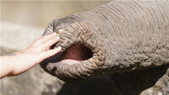 Elefanten zupfen trotz grober Statur präzise Blätter, sie schöpfen Wasser und können winzige Futterstücke ebenso aufheben wie Baumstämme. 