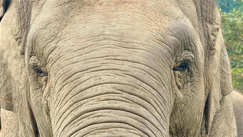 Von Walmüttern und Elefantenherden: Können Tiere trauern? Elefantenherden versammeln sich oft nach dem Tod eines Artgenossen. (Archivbild)