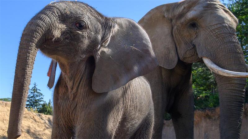 Elefantenjunges erkundet Außenanlage im Zoo Magdeburg