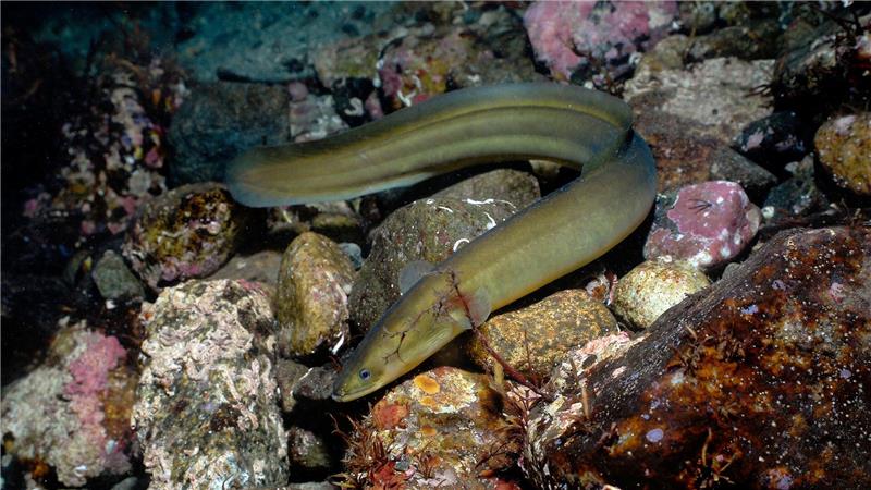 Ende 2026 wird laut Bundesagrarministerium auf EU-Ebene der Rahmen für zukünftige Fischereimaßnahmen zum Schutz des Aals neu festgelegt. (Symbolbild)