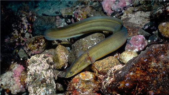 Ende 2026 wird laut Bundesagrarministerium auf EU-Ebene der Rahmen für zukünftige Fischereimaßnahmen zum Schutz des Aals neu festgelegt. (Symbolbild)