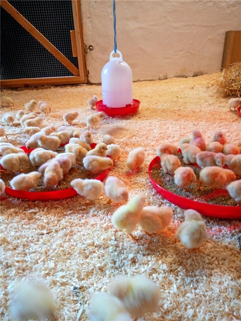 Ende Juni kommen die flauschigen Tagesküken im warmen Stall an.